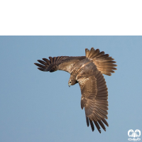 گونه سنقر تالابی شرقی Eastern Marsh Harrier